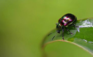 昆虫记读后感300字初二8篇