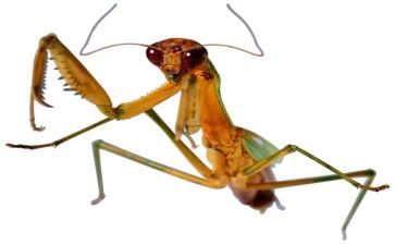 昆虫记读后感读后感600字7篇