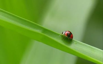 昆虫记读后感字精选7篇