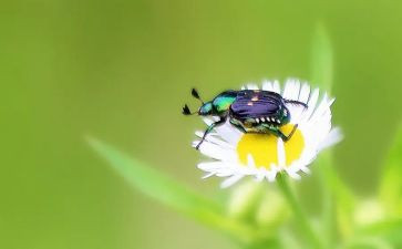 昆虫记读后感字通用6篇