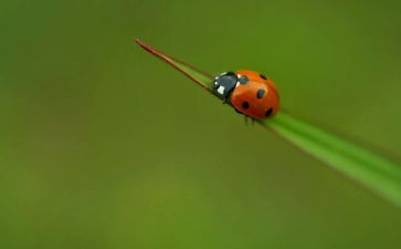 昆虫记五十字读后感7篇