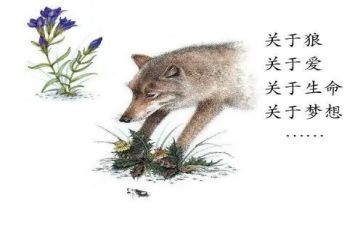 狼王梦的读后感800字精选6篇
