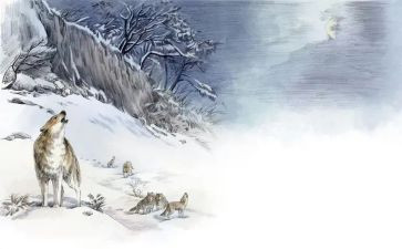 狼王梦读后感狼王梦读后感狼王梦读后感8篇