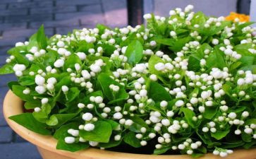 茉莉花幼儿教案8篇