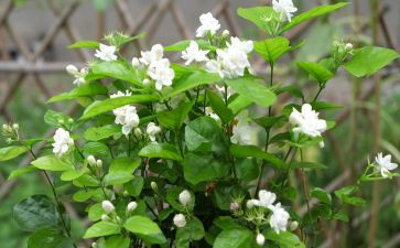 大班音乐《茉莉花》教案5篇