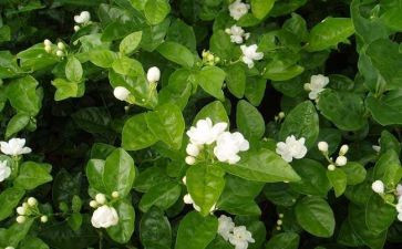 美丽的茉莉花作文8篇