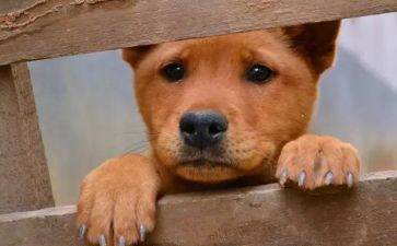 救流浪猫作文6篇