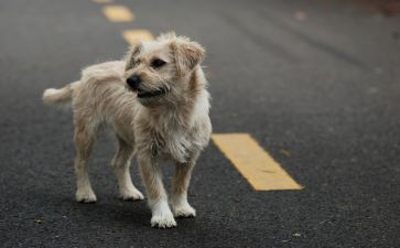 救流浪猫作文通用7篇