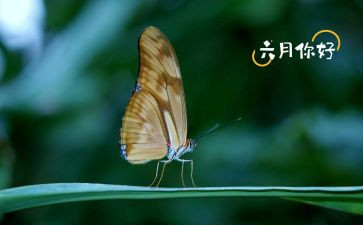 六月工作总结5篇