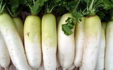 小班拔萝卜教案推荐6篇