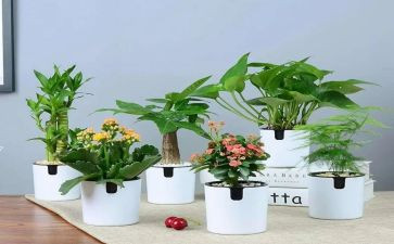 绿化校园工作计划8篇