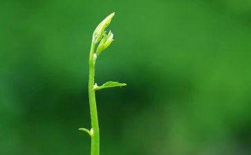 绿色生活低碳出行倡议书6篇