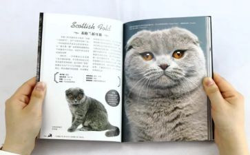 靳以的《猫》读后感8篇