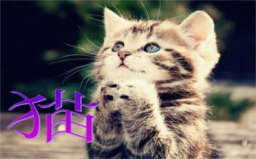 靳以的《猫》读后感通用8篇