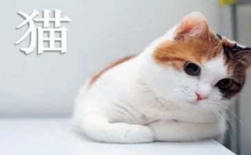 老舍的《猫》文章读后感8篇