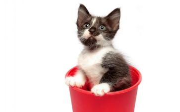 《猫》读后感150字精选5篇