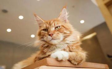 猫和狗故事的读后感推荐8篇