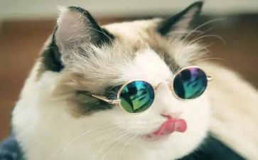 熊猫的作文800字参考6篇