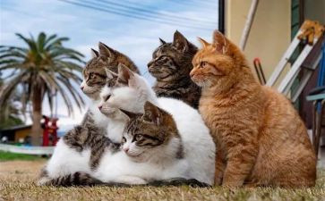 狗猫鼠读后感100字6篇