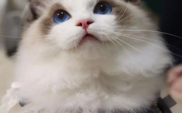 猫和读后感200字参考7篇