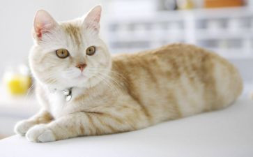 狗.猫.鼠的读后感300字精选5篇