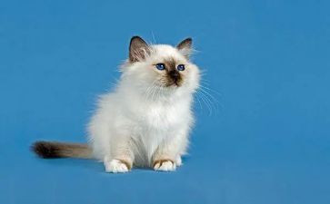 猫和狗读后感300字模板8篇