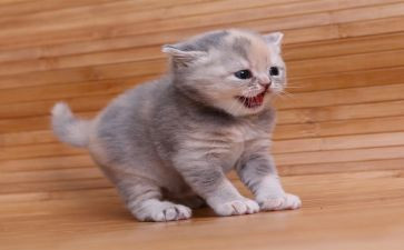 朝花夕拾的猫和鼠的读后感模板8篇