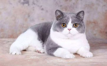 老舍的猫的读后感8篇