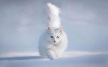 猫和狗故事的读后感优秀6篇