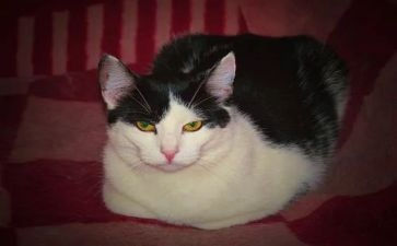 猫很贪吃作文优秀6篇