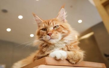 狗·猫鼠的读后感6篇