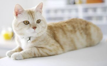 读狐狸和猫的读后感最新6篇