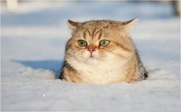 靳以的《猫》读后感150字5篇