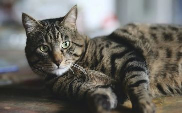 猫和狗故事的读后感最新8篇