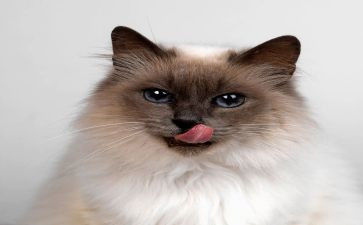 狗.猫.鼠的读后感300字推荐8篇
