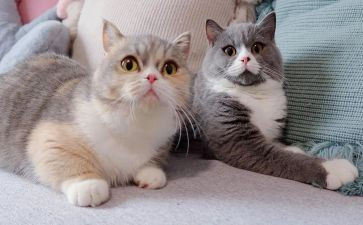 狗.猫.鼠的读后感100字精选7篇