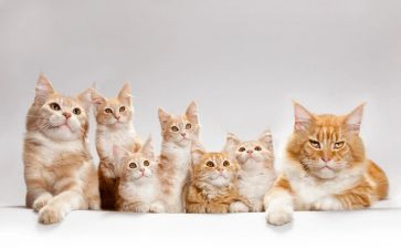 初一16猫的读后感6篇