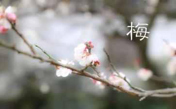 《丁立梅》读后感7篇