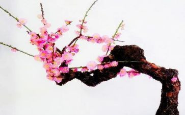 梅作文读后感通用7篇