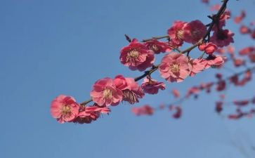 梅语文读后感参考8篇