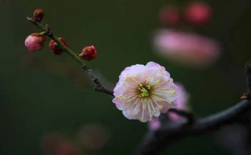 梅花魂的读后感读后感参考8篇