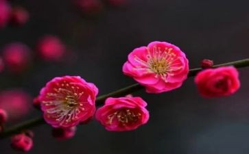 梅花魄读后感参考7篇