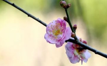 梅花梅读后感5篇