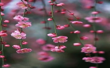 梅花魂的读后感500字5篇