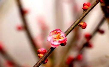 梅花桩教案8篇