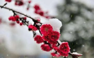 梅花诗作文模板5篇