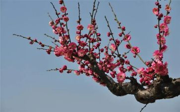 梅花魂,读后感8篇