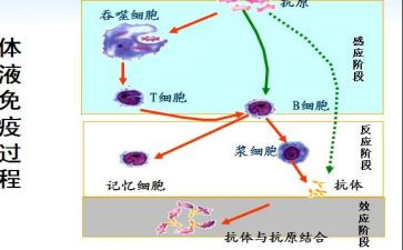 乡镇免疫规划工作总结7篇