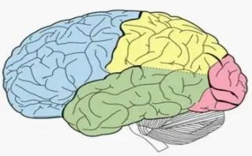 受教育的脑读后感优质8篇