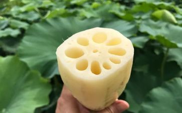 小班藕印画教案7篇